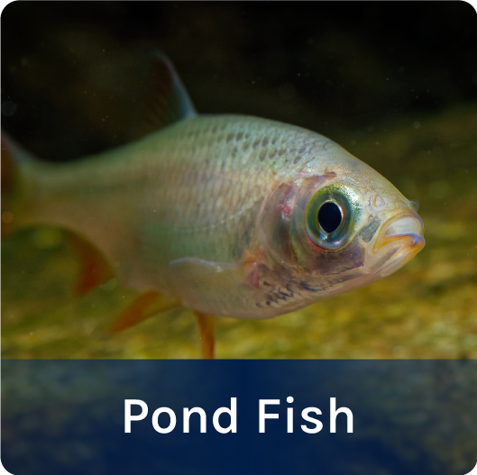 Pond Fish