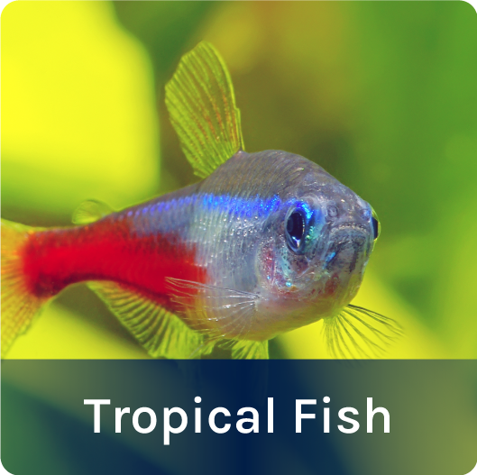 Tropical Fish