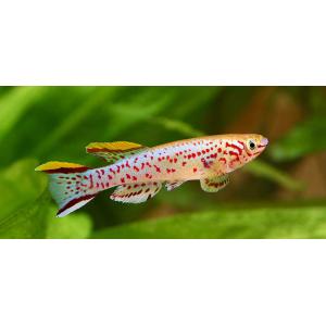 Gardner's Killifish (3 CM)