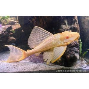 Leopard Albino Sailfin Pleco (5 CM)