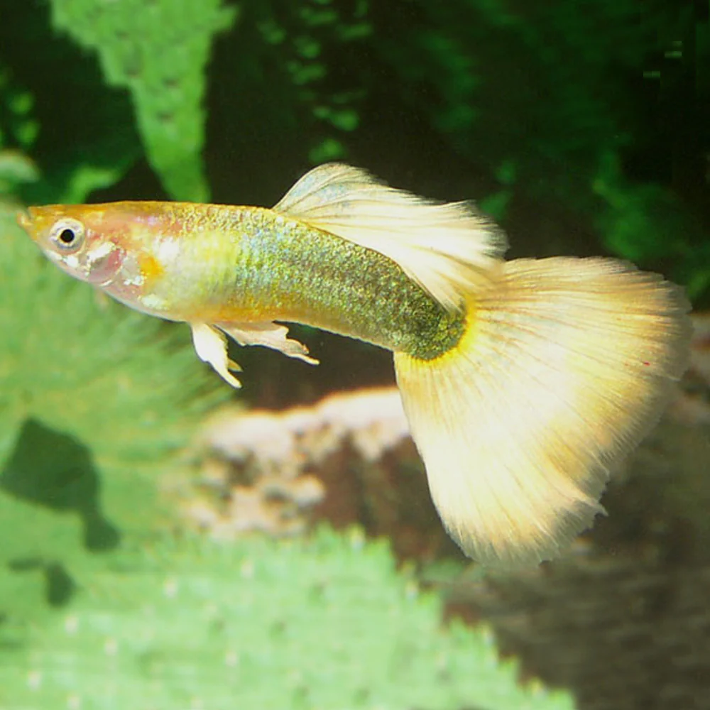 17-Poecilia-reticulata-Guppy-Male-Yellow-Tuxedo