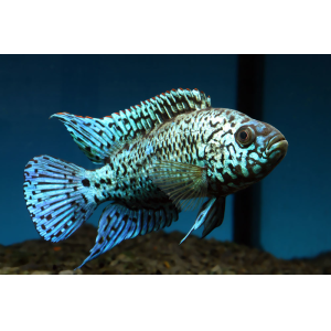 Jack Dempsey (3-4 CM)