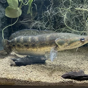 Forest Snakehead (5 cm)