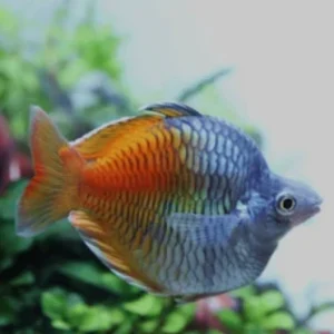 Boesmani Balloon Rainbowfish (3CM)