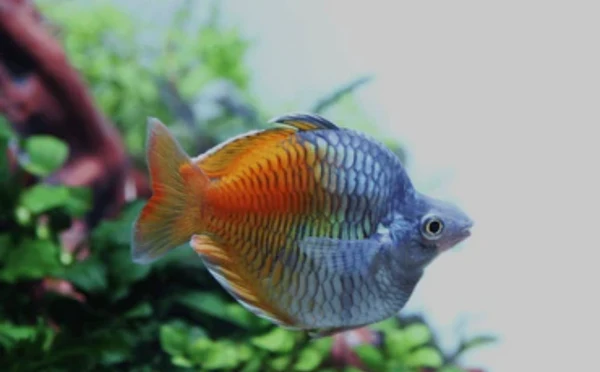 25DB2733-81BD-465A-A78B-FA68C175C834_grande