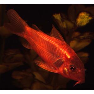 Red Cory (2-3 CM)