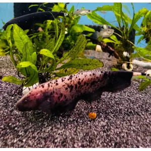 Marble Ghost Knifefish (7 CM)