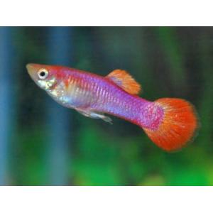 Pink Rose Male Guppy (3 CM)