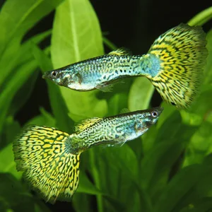 Green Cobra Male Guppy (4 CM)