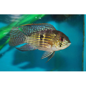Blue Acara (9-11 CM)