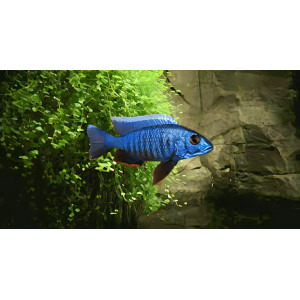 Electric Blue Hap (5 CM)