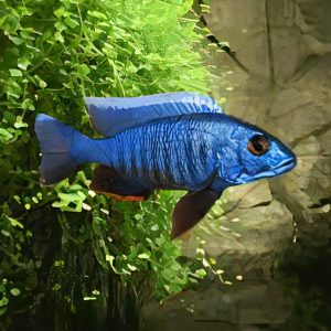 Electric Blue Hap (5 CM)
