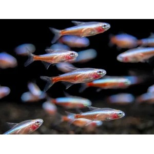Purple Cardinal Tetra (2 CM)