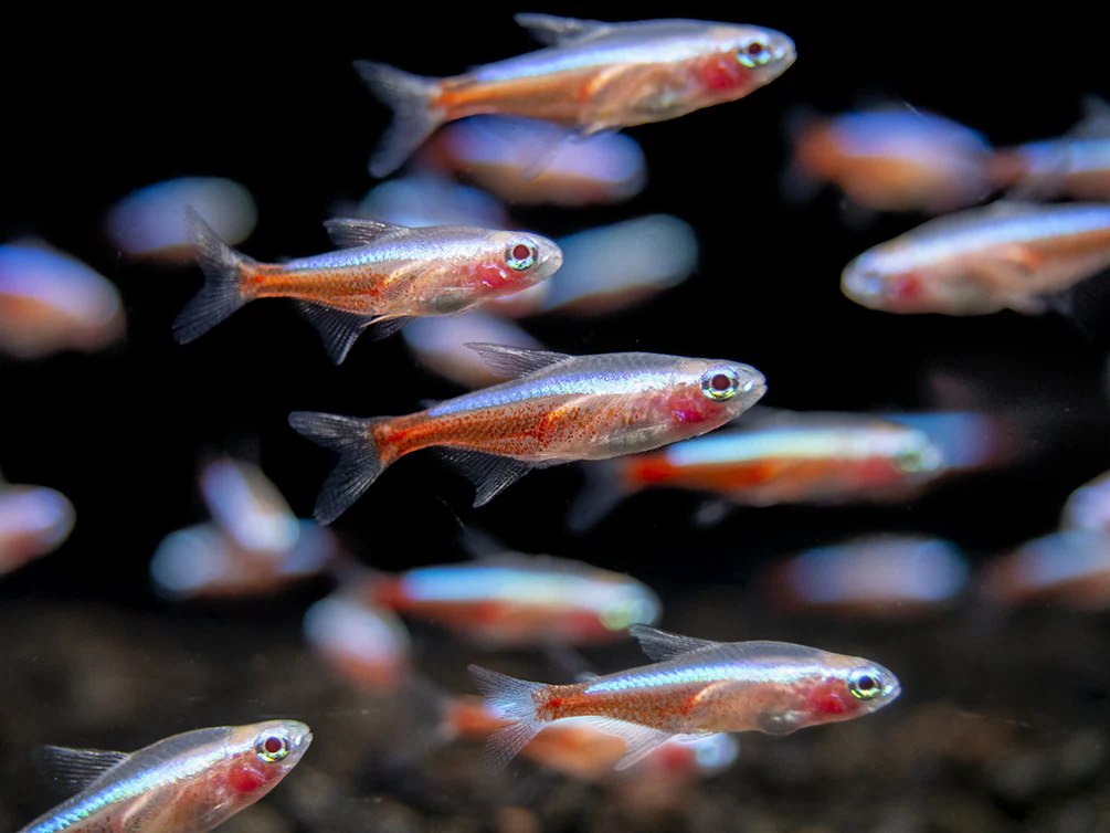Albino-Purple-Eye-Cardinal-Tetra-Small-7_1200x1200