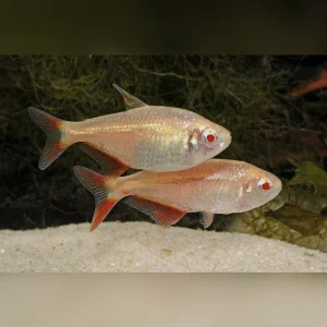 Golden Buenos Aires Tetra (3 CM)