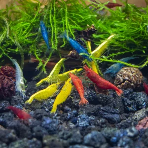 Assorted Shrimp (1-1.5 CM) (Red, Yellow & Clear)