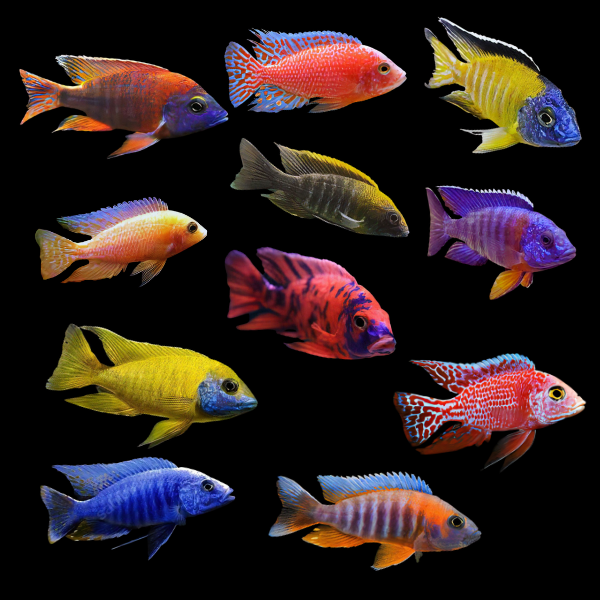 Assortedpeacock