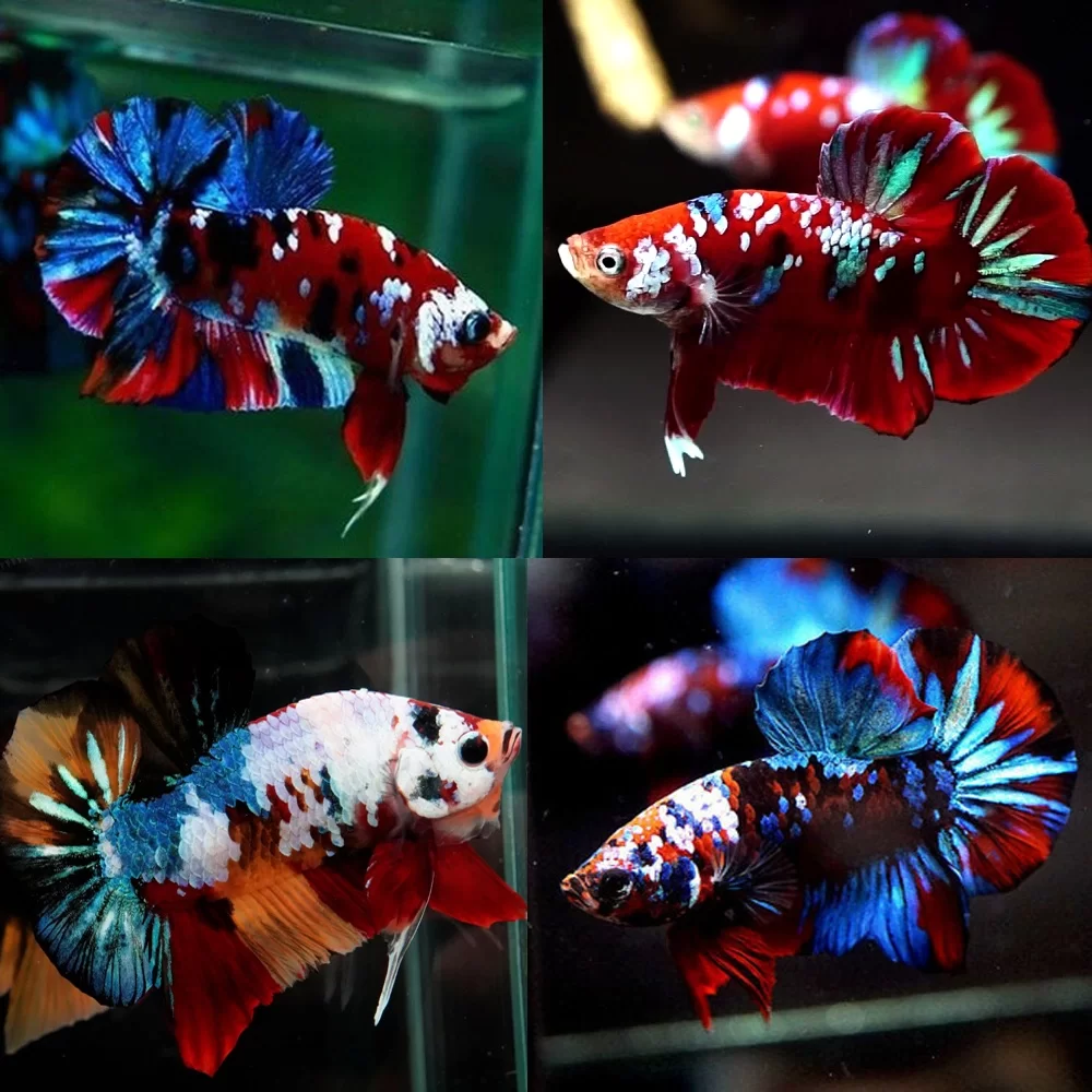 Betta-Koi-Plakat