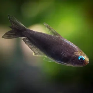 Black Emperor Tetra (3 CM)