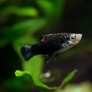 Black Ghost Platy (2-3 CM)