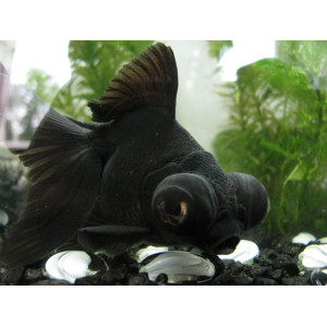 Black Telescope Moor (5 CM)
