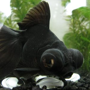 Black Telescope Moor (5 CM)