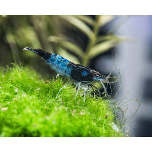 Blue Rilli Shrimp (1-2 CM)