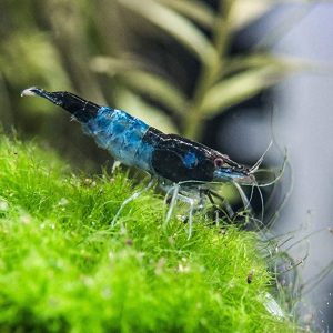 Blue Rilli Shrimp (1-2 CM)