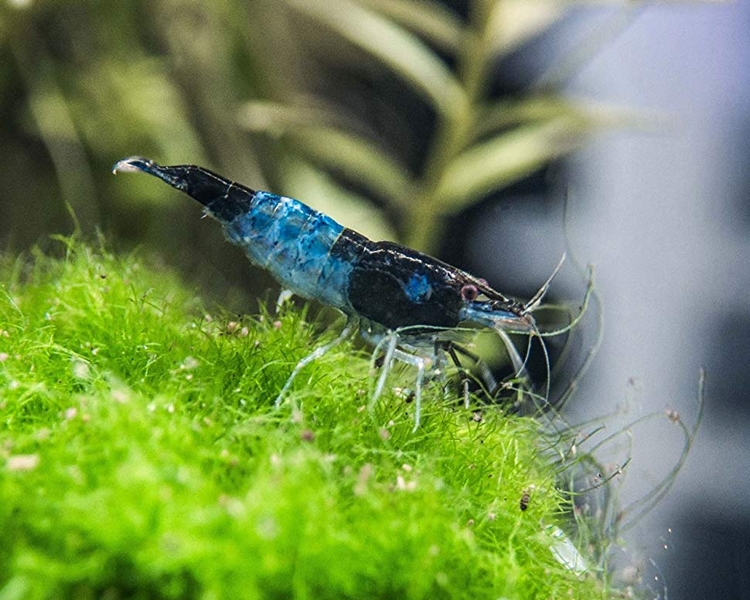 Blue Rili Shrimp