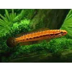 Channa Bankanensis (5 CM)