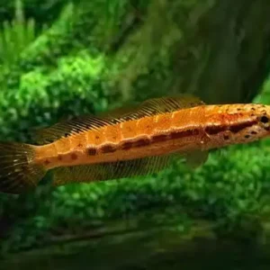 Channa Bankanensis (5 CM)