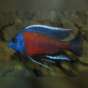 Red Kadango Cichlid (10 CM)