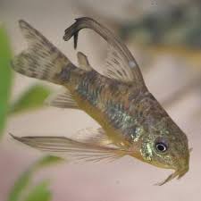 Peppered Cory Longfin (2-3 CM)