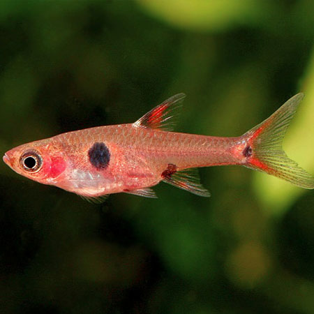 DWARDRASBORA