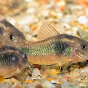 Bronze Cory (2-3 CM)