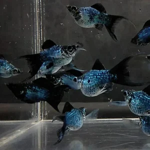 Electric Blue Lyretail Molly (3-4 CM)