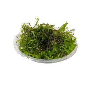 Flame moss in 80cc cup