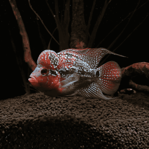 Flowerhorn (6.5 CM)