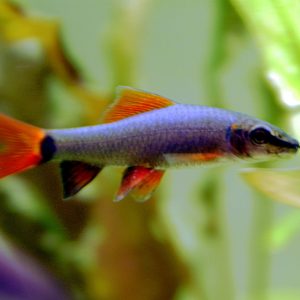 Redfin Shark (4-5 CM)