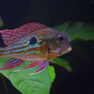 Geophagus Proximus (6-7 CM)