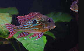 Geophagus Proximus (6-7 CM)