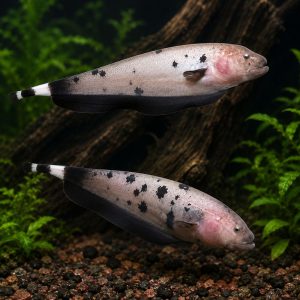 Dalmatian Ghost Knifefish (10 cm)