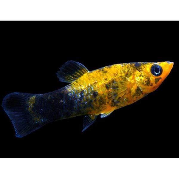 Gold Dust Molly (45 CM) Universal Aquatics Tropical and Pond Fish