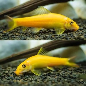 Golden Algae Eater (3-4 CM)
