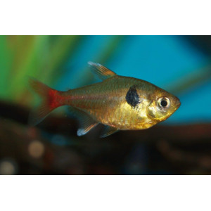 Gold Phantom Tetra (2.5 CM)