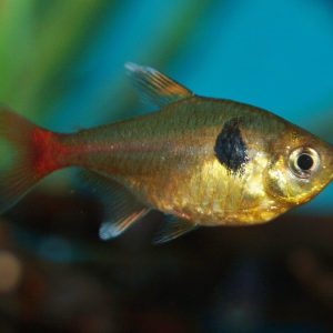 Gold Phantom Tetra (2.5 CM)