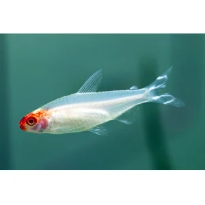 Golden Rummy Nose Tetra (3 CM)
