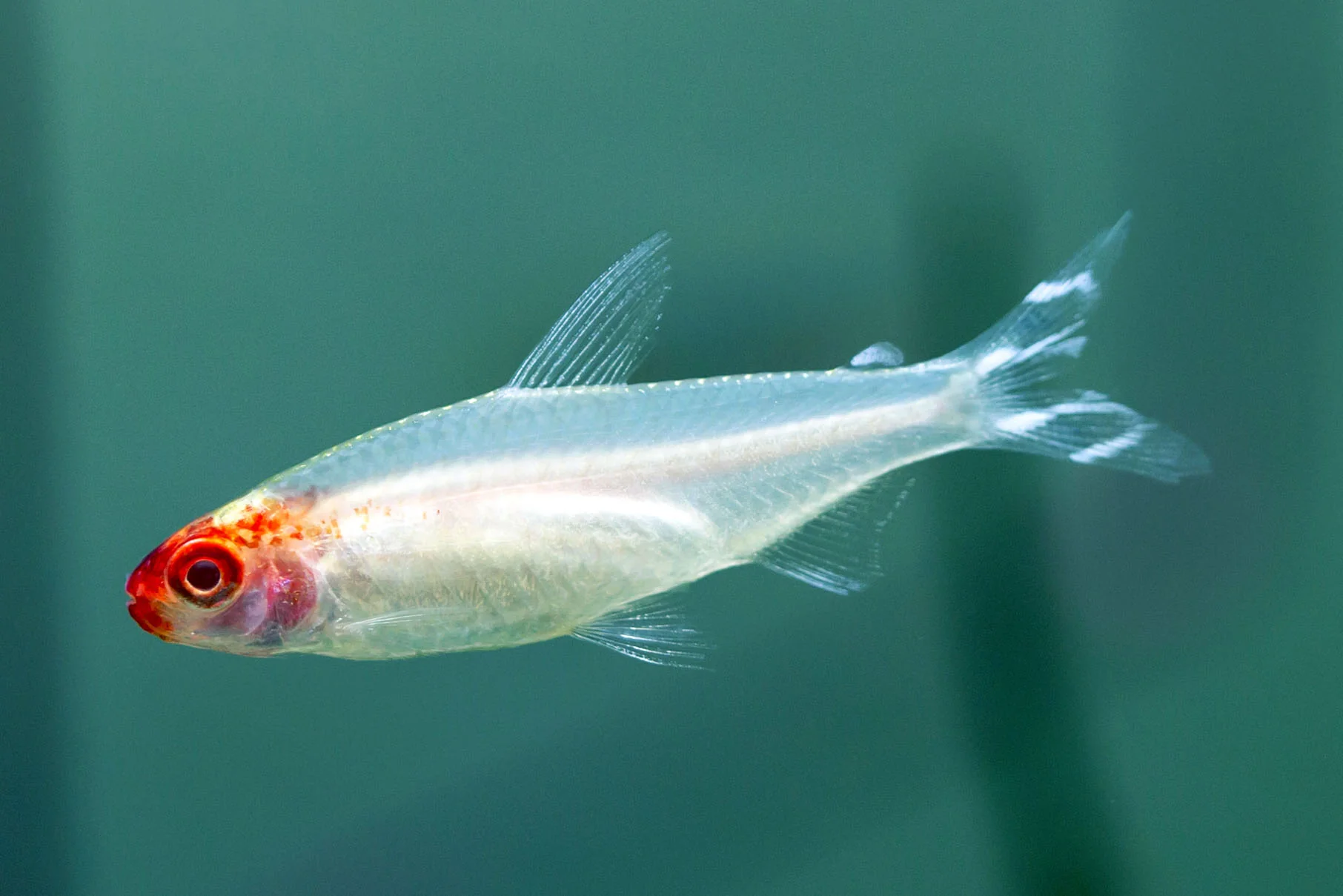 GoldenRummynoseTetra
