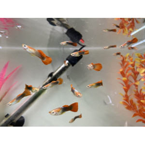 Platinum Red Female Guppy (3.5 CM)