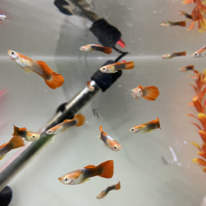 Platinum Red Female Guppy (3.5 CM)